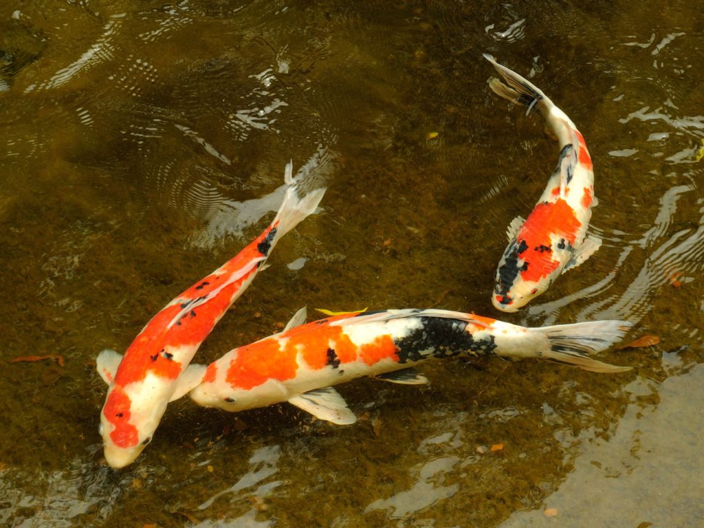 Fredag 5 juli 2019 – Hvad er Japans national… ting?!